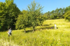 Podvrdy