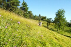 Podvrdy